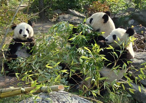 Noch Mehr Pandas Aus Dem Zoo Schönbrunn Wien