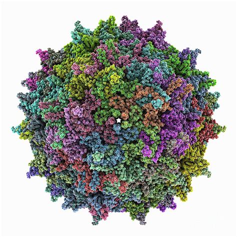 Adeno Associated True Type Virus Capsid Photograph By Laguna Design