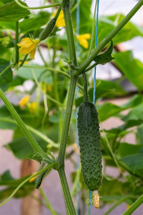 Cucumber Planting Green Cucumber Growing Farm Close Up Stock Image Image Of Diet Nature