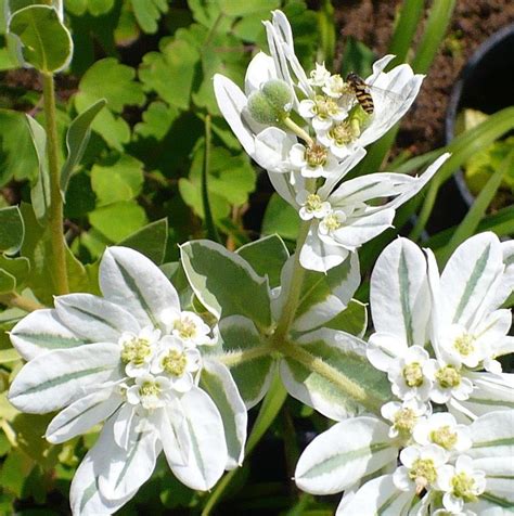 Snow On The Mountain Plant Flower 12 Seeds Valued As Much Etsy