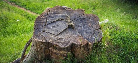 Tree Stump Grinding Swindon What You Need To Know News And Other
