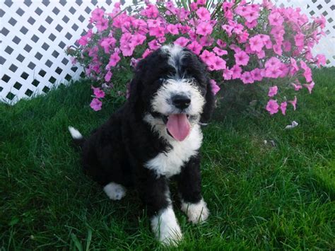 F1b Sheepadoodle For Sale Baltic Oh Male Riley Ac Puppies Llc