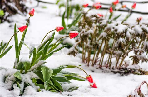 Red Tulip Flowers In Spring Covered Cold Snow Stock Image Colourbox