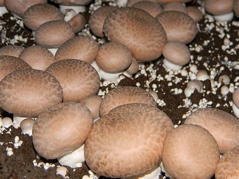How To Grow Button Mushrooms Indoor How To Grow Mushrooms