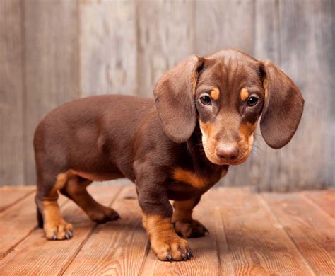Jerky jaguar ® jerky jaguar ™ jerky jaguar, sapphire the seal, slowpoke snail, and docson dachshund © josiah and caleb. Dachshund Dog Breed » Information, Pictures, & More