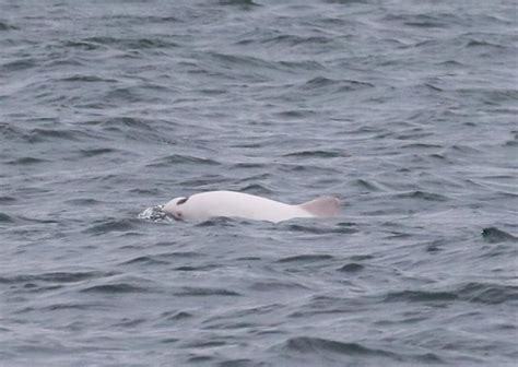 Incredibly Rare White Harbour Porpoise Spotted Off The Coast Of