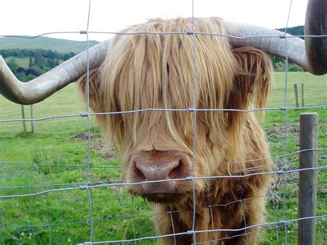Dont Forget To Pet A Hairy Coo Before You Go Photographs And
