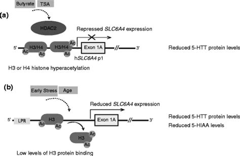 Schematic Representation Of Effects Of Histone Modification On Slc6a4