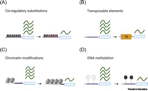 The Evolution Of Gene Regulation On Sex Chromosomes Trends In Genetics