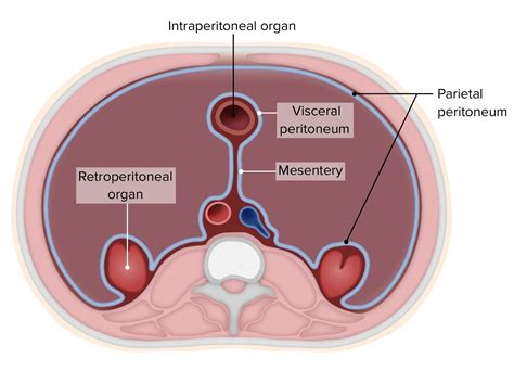 Retroperitoneal Diagram