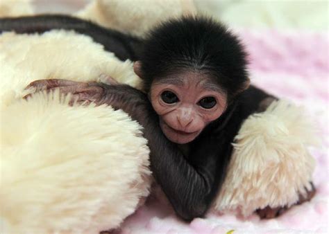 Baby Gibbon Is In Good Hands At Jackson Zoo Zooborns