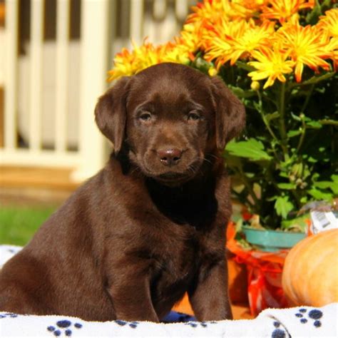 Labrador retrievers are known for their patience and adaptability, which makes them excellent dogs for beginners. Chocolate Labrador Retriever Puppies For Sale | Greenfield ...