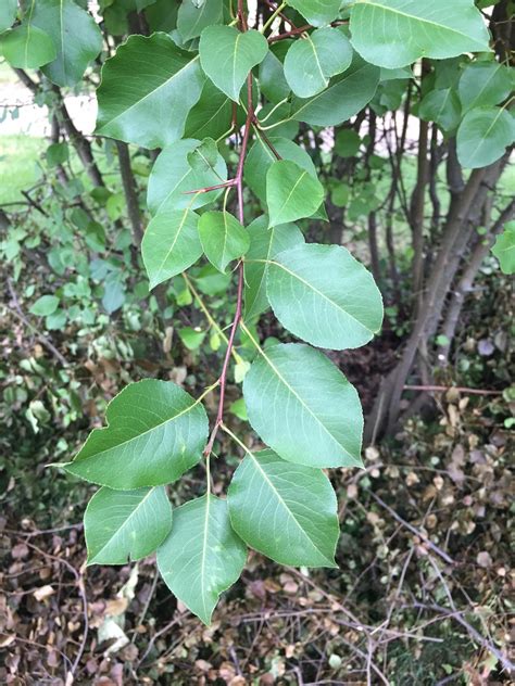 Thorn Trees Identification