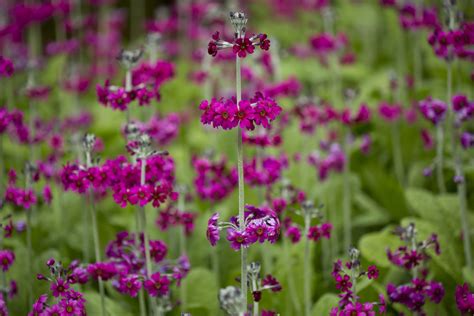Emerging year after year, perennial plants are one of the great joys of spring. Our top 7 plants for early spring flowers - The English Garden