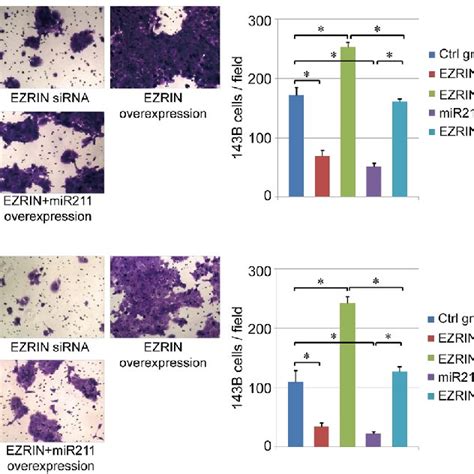 cell migration and invasion assay a b effect of mir211 and ezrin on download scientific