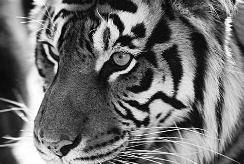 Tigress In Black And White By Kandy Hurley Photography Prints Art