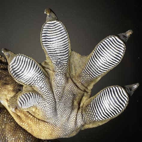 Scientific Image Gecko Foot Nise Network