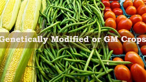 What Are The Advantages And Disadvantages Of Genetically Modified Or Gm