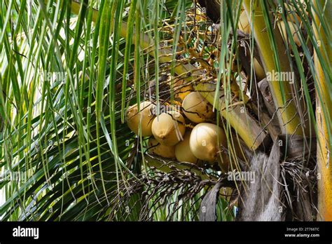 Tropical Palm Tree With Ripe Coconuts Stock Photo Alamy