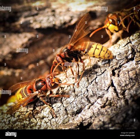 Asian Hornets Stock Photo Alamy