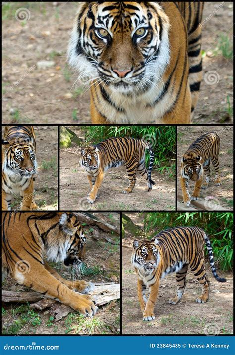 Siberian Tiger Collage Set Stock Image Image Of Striped 23845485