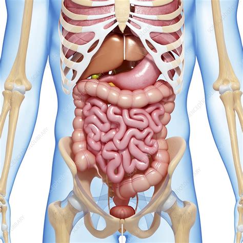 Gi tract peritoneal cavity kidney and ureter anterior abdominal wall posterior abdominal wall and retroperitoneum. Abdominal anatomy, artwork - Stock Image - F006/0587 - Science Photo Library