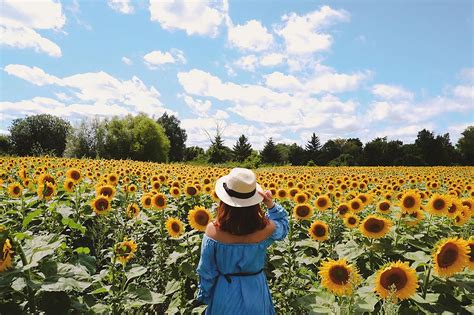 Sunflower Farms Are Starting To Reopen Around Toronto