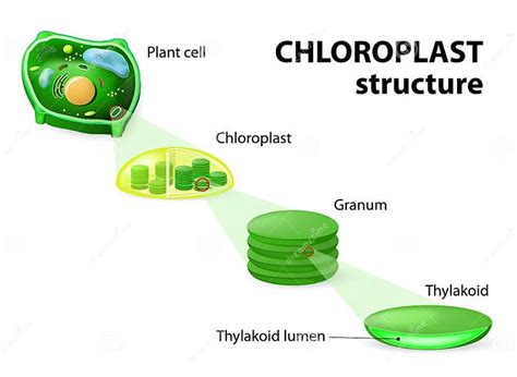 Chloroplast Structure Stock Vector Illustration Of Mitochondria 55313545