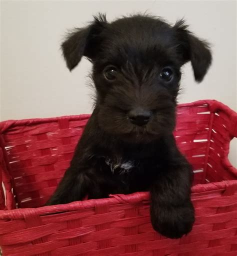 With their breeder, waiting for you! Miniature Schnauzer Puppies For Sale | Acworth, GA #321750