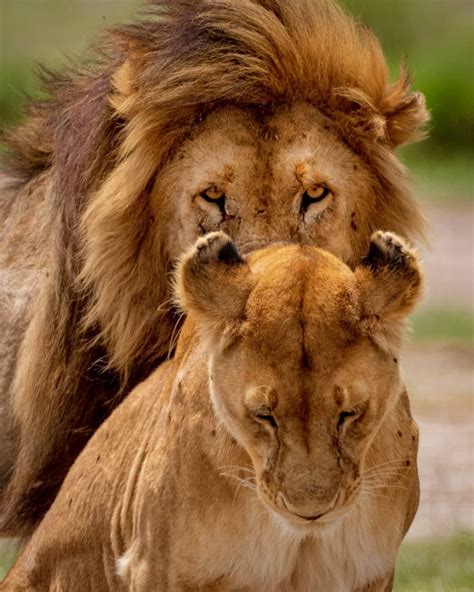 Photo By Marshoodi Lion And Lioness Mating In Ngorongoro National