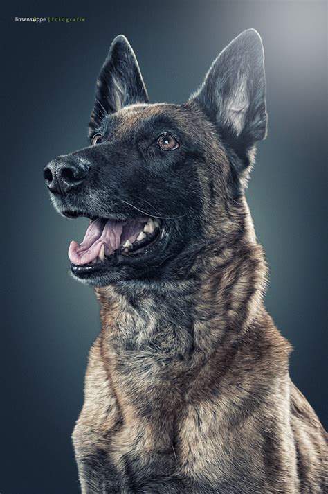 Elegant Dog Portraits Photography By Daniel Sadlowski