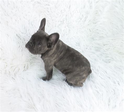Perfect board for anyone who loves brindle frenchie #brindlefrenchie #brindlefrenchbulldog #frenchbulldog. Blue French Bulldog Reverse Brindle Puppy 5 - French ...