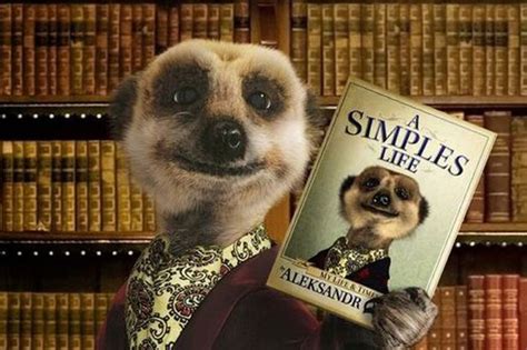 Meerkats to be axed from Compare the Market adverts - Mirror Online