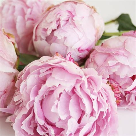 Blushy Light Pink Peonies Diy Wedding Flowers Flower Moxie