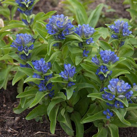 Great savings & free delivery / collection on many items. Spring Hill Nurseries 2 in. Pot Blue Flowers Cross Gentian ...