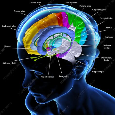 Brain Anatomy Illustration Stock Image C0493934 Science Photo