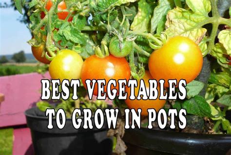 Growing Vegetables In Pots Choosing Plants That Thrive