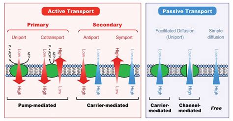 15 Important Difference Between Active And Passive ...
