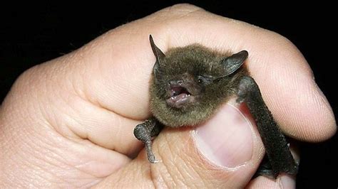 Petition · Name The Indiana Bat As The Indiana State Animal ·