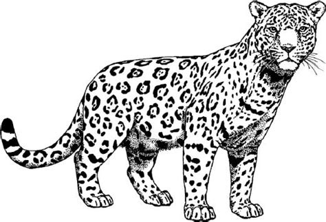 Jaguar Definition Of Jaguar In English From The Oxford Dictionary