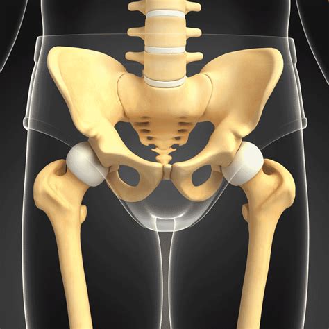 Pelvic Girdle And Pelvic Bone Anatomy Apex Performance Centre