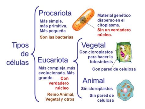 Cuadro Sinoptico De Organelos Celulares Rudenko