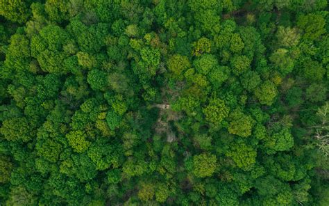 Giorno soleggiato al paesaggio tropicale della foresta pluviale con acqua corrente o. 99+ Sfondi Foresta - Immagini di sfondo HD