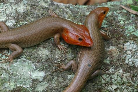 Broad Headed Skink Facts And Pictures
