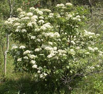 Company says they grow and harden them in ontario. 63 best Trees and Bushes images on Pinterest | Environment ...
