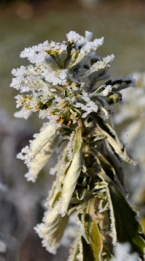 무료 이미지 나무 자연 분기 감기 사진술 잎 얼음 식품 봄 녹색 생기게 하다 가을 식물학 겨울 왕국