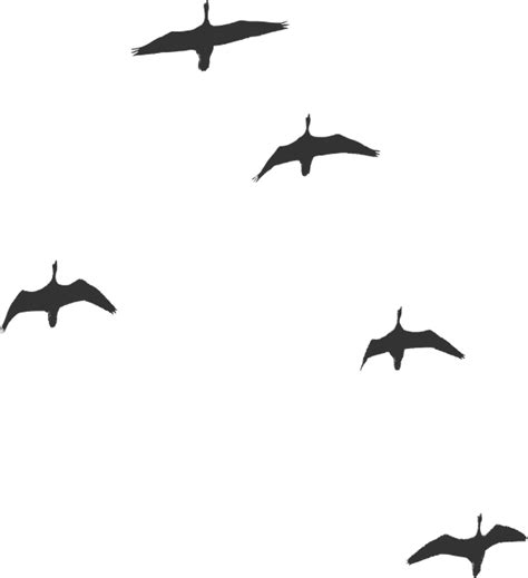 Download Birds Geese Flying Royalty Free Vector Graphic Pixabay