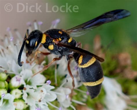 Black Wasp With Yellow Stripe