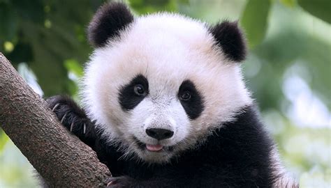 Giant Panda Cute