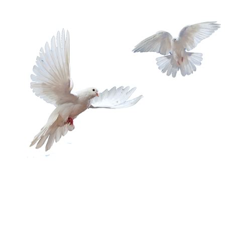 Doves Flying In Sky Png Transparent Background Free Download 41759